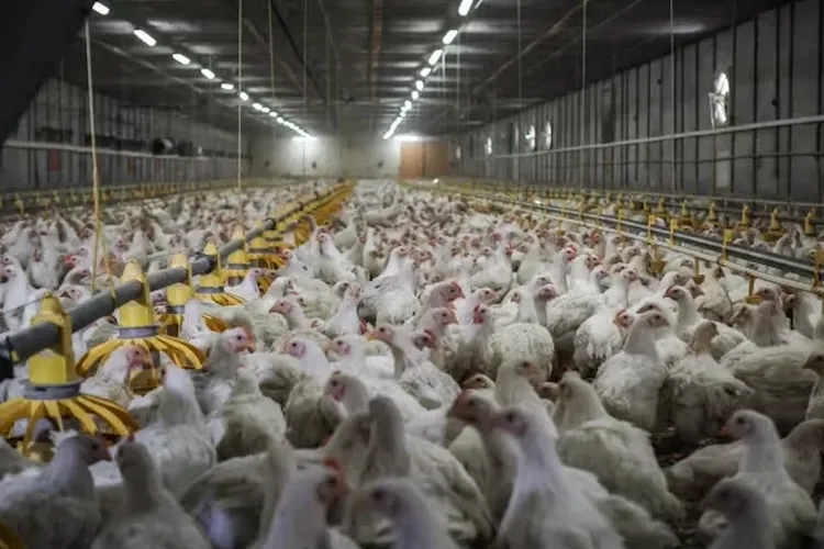 România, țara cu condițiile cele mai proaste din UE pentru creșterea puilor pentru fast-food (sursa: humaneworld.org)