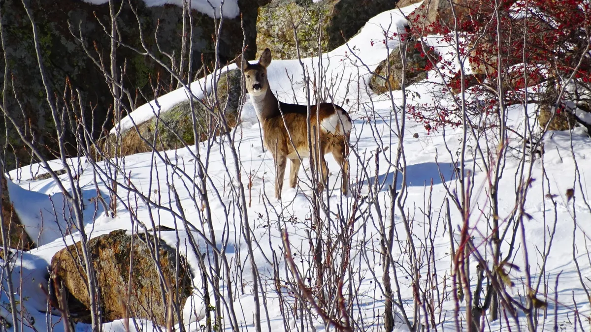 Fost șef din Poliție, braconier reținut (sursa: Facebook/Regia Nationala a Padurilor - Romsilva)