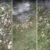 Mii de pești au ajuns în grădinile unor săteni din județul Iași. Primarul acuză localnicii