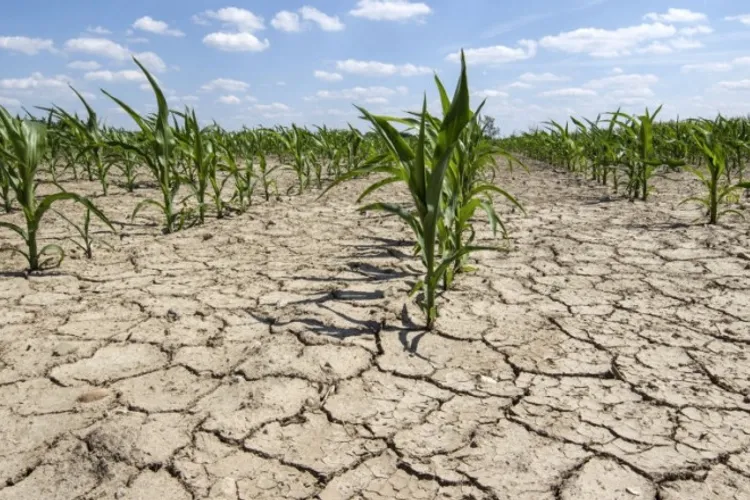 Multe culturi agricole distruse de caniculă (sursa: ziaruldeiasi.ro)