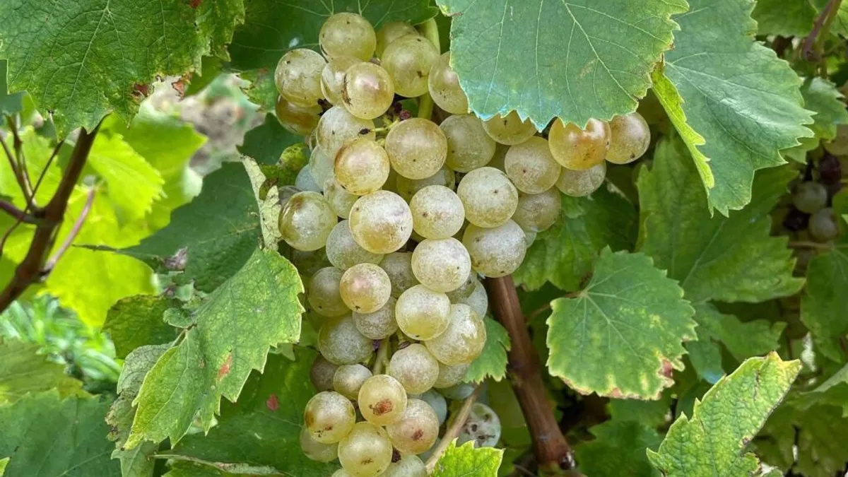 Cules frenetic de struguri în Moldova (sursa: ziaruldeiasi.ro)