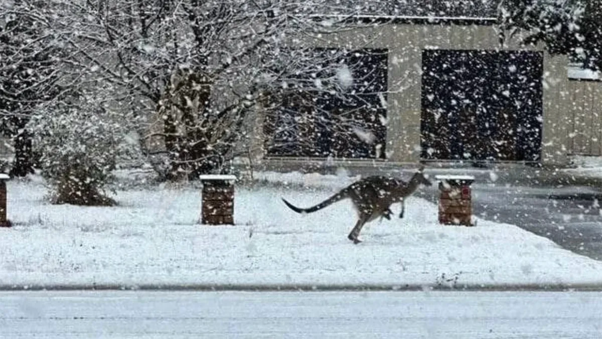 Zăpada și furtunile devastează estul Australiei (sursa: X/Nexta TV)