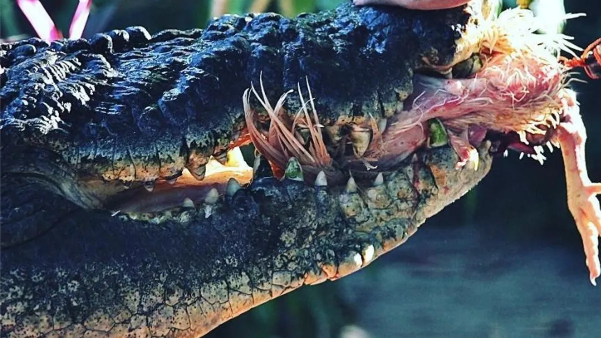 Crocodilul de 110 ani, din Australia (sursa: Facebook/Marineland Melanesia Crocodile Habitat &amp; Gift Shop)