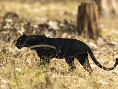 Pantera neagră din Bulgaria, în România (sursa: Pexels/Jijo Varghese)