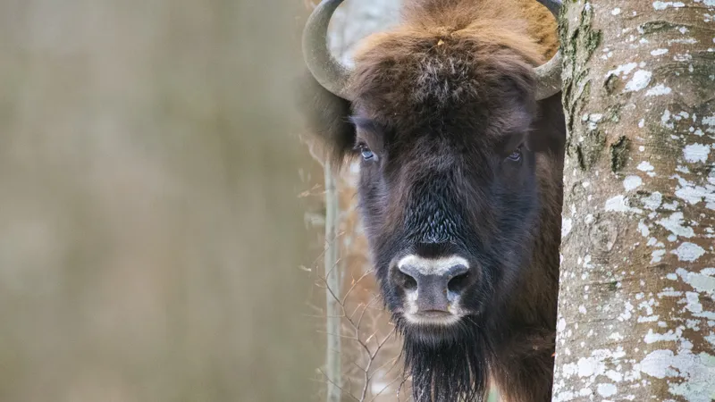 Cum se scarpină pe spate un zimbru? Foto: Facebook Conservation Carpathia