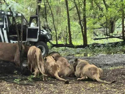 Ucis de lei în fața turiștilor (sursa: bangkokpost.com)