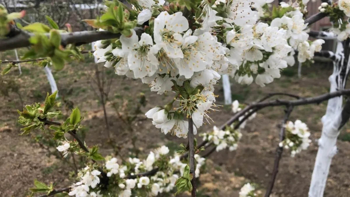 Înghețul de primăvară distruge multe livezi (sursa: ziaruldeiasi.ro)