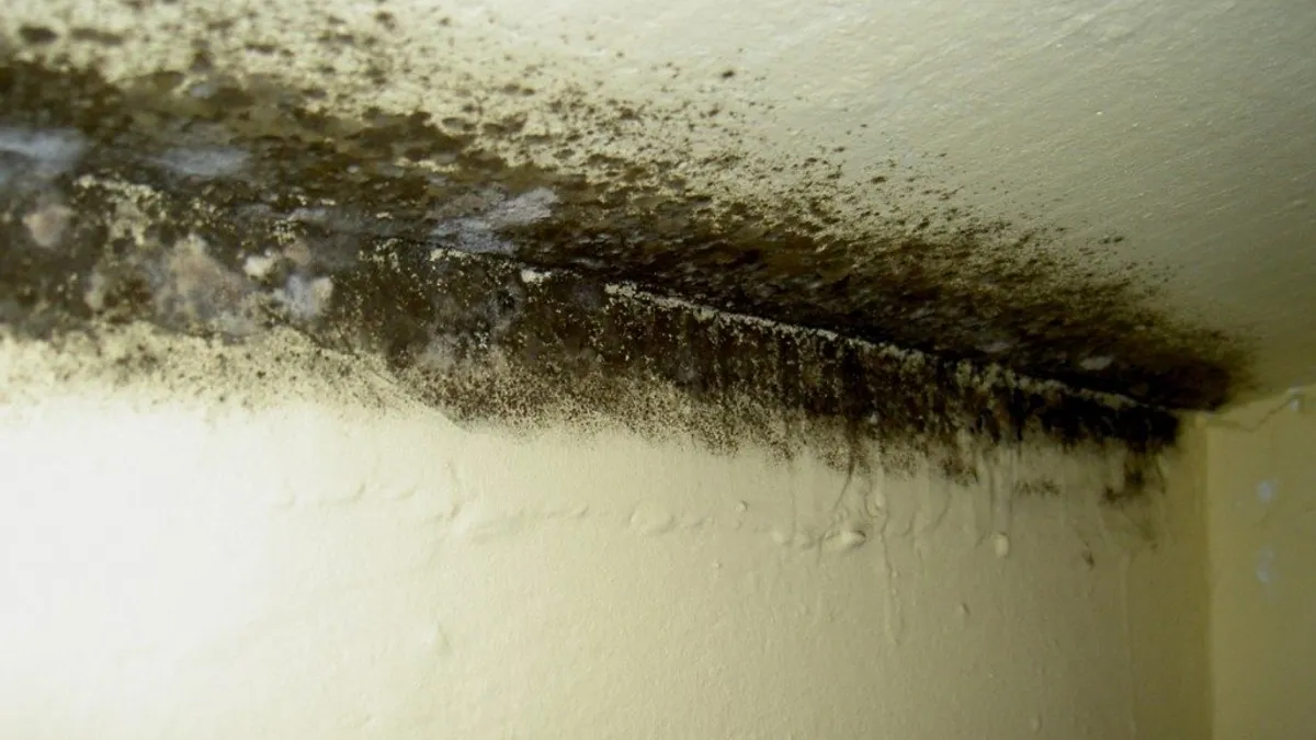 Igrasia a invadat locuințele românilor (sursa: ziaruldeiasi.ro)