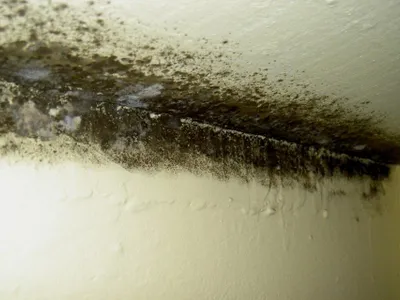 Igrasia a invadat locuințele românilor (sursa: ziaruldeiasi.ro)