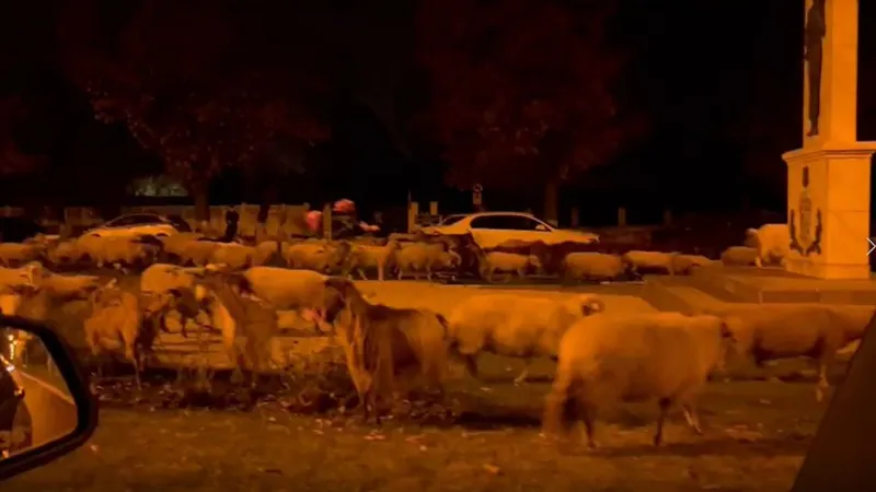 O turmă de oi a mâncat florile din fața Academiei de Poliție Foto: Captură Antena 3