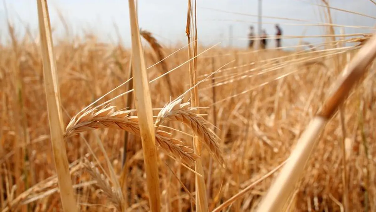 Prețul grâului este în creștere constantă (sursa: ziaruldeiasi.ro)