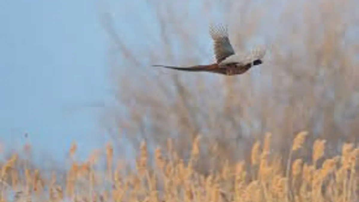 Politician împușcat din greșeală Foto: Parcul Văcărești