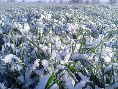 Zăpezile recente, mană cerească pentru agricultură (sursa: ziaruldeiasi.ro)