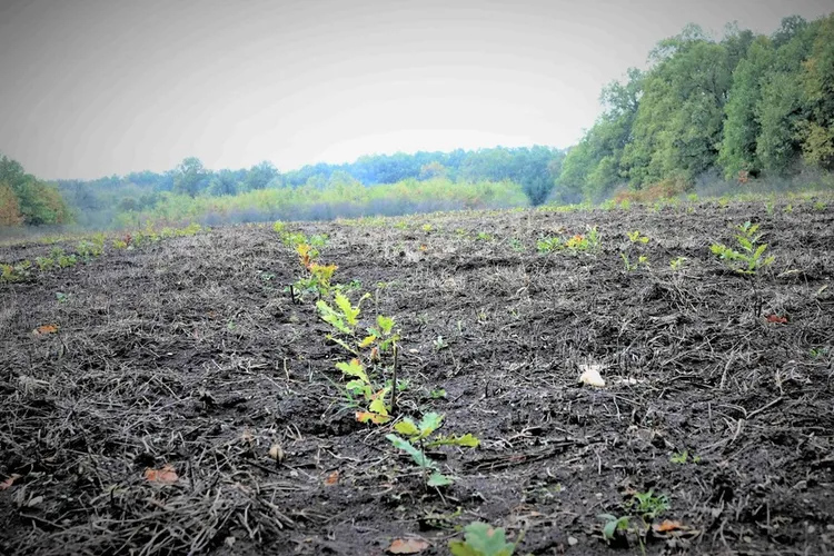 Romsilva va planta circa 20 de milioane de puieţi forestieri Foto: Romsilva