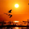 În Delta Dunării este în plină implementare un proiect amplu care vizează ca toate satele din această regiune a României să aibă acces la internet de mare viteză prin fibră optică (sursa: canva.com)
