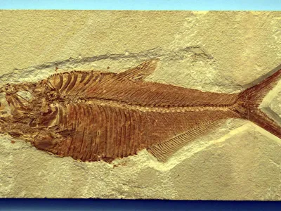 Fosile vechi de 20 de milioane de ani găsite în Elveția (sursa: Pixabay)