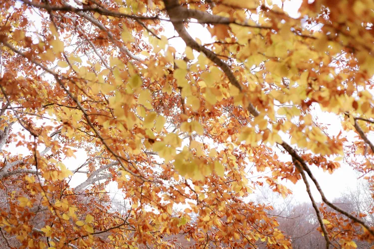 Prognoza meteo pentru luna noiembrie (sursa: Pexels/Nati)