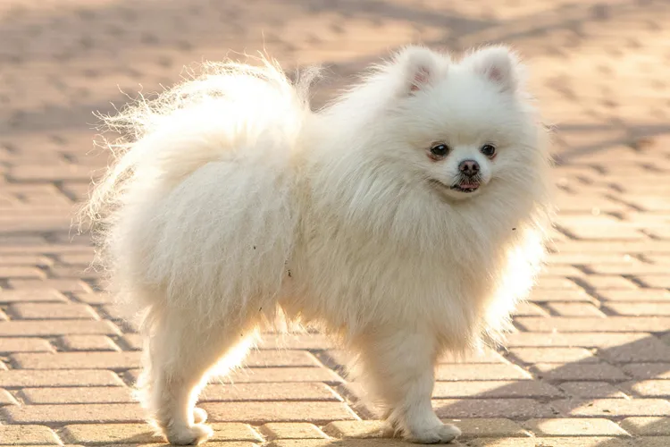 Pui de Pomeranian, peste 7.000 de lei (sursa: Pexels/Sergey Savage)