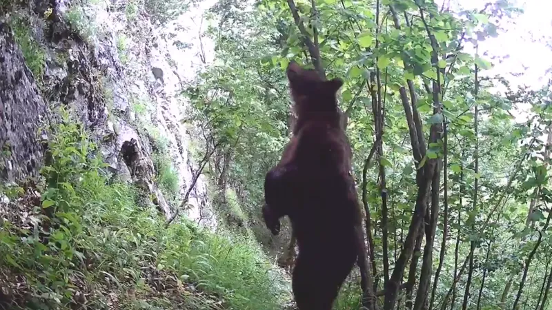 Cum să te scarpini pe spate când ești în pădure Foto: captură video