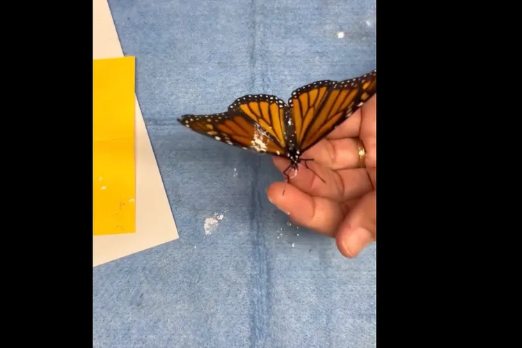 Transplant de aripă pentru un fluture (sursa: Facebook/Sweetbriar Nature Center)