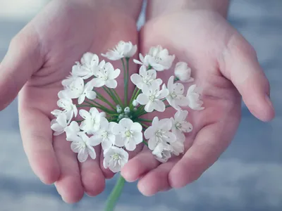 1,7 milioane de români sărbătoriți de Florii (sursa: Pexels/Pixabay)