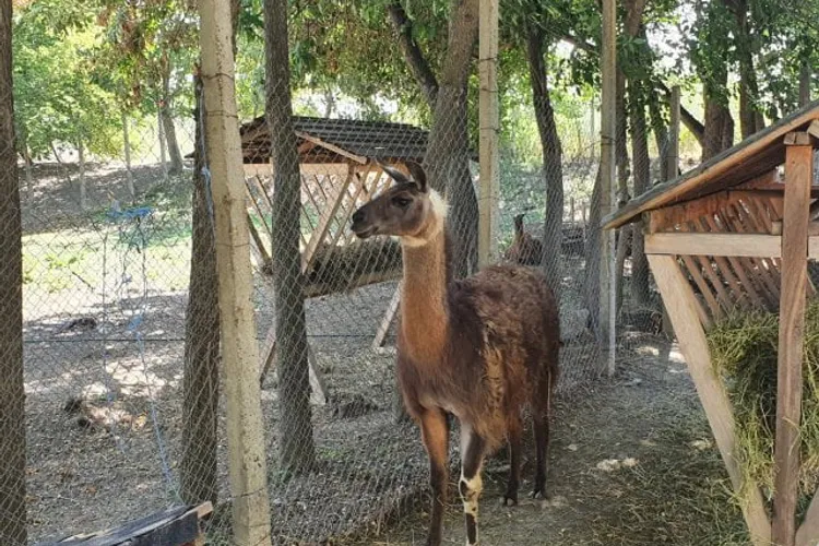 Arca lui Alexe Tablă, fără autorizație (sursa: ziaruldeiasi.ro)