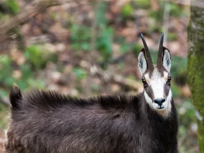 AFM deschide sesiunea de finanţare a Programului privind protecţia speciilor de faună sălbatică Foto: Romsilva