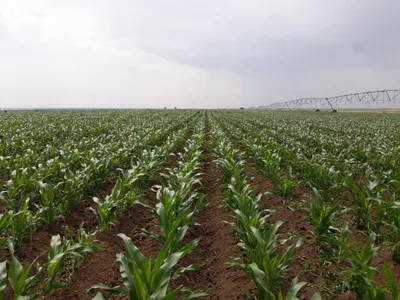 Ploile ar putea aduce recolte record Foto: Comcereal Vrancea