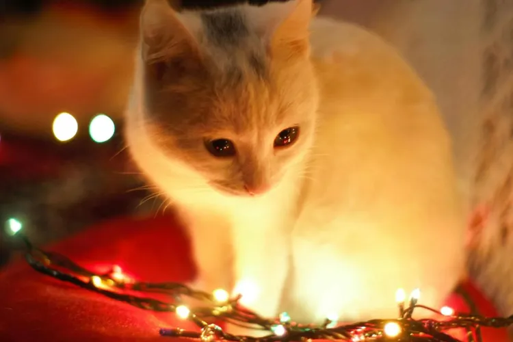 Provocarea cadourilor perfecte în decembrie (sursa: Pexels/Eftodii Aurelia)