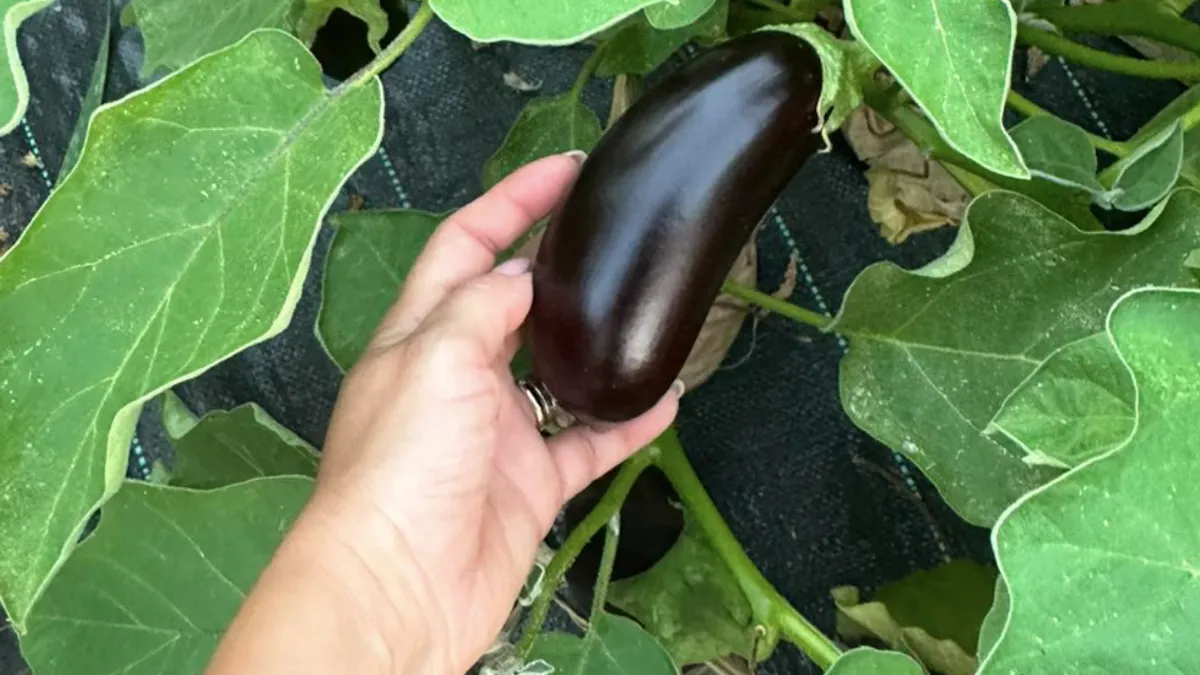 Firea, cu mâinile pe vânătă, roșii (sursa: Facebook/Gabriela Firea)