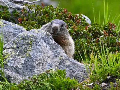 Buzoianu a aflat, șocată, cine-i plătește șoferul și mașina Foto: Facebook Romsilva