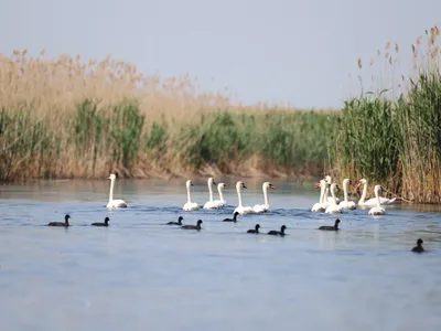 Fără bărci motorizate în balta Comana (sursa: Facebook/Romsilva - Parcul Natural Comana)