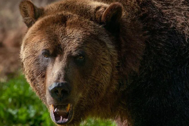 Profesor universitar: prea mulți urși liberi (sursa: ziaruldeiasi.ro)