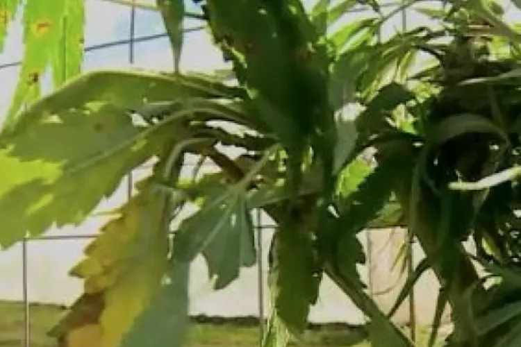 Cinci ani de închisoare pentru o plantație de cannabis (sursa: ziaruldeiasi.ro)