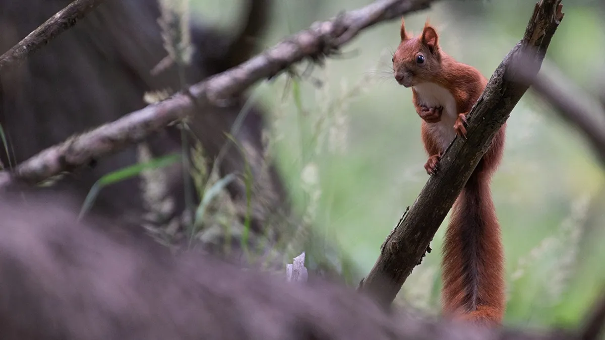 Pădurile montane dispar într-un ritm tot mai alert  Foto: Conservation Carpathia/ Călin Șerban