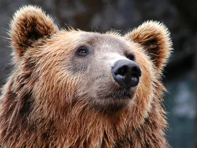 Japonia cere ajutorul armatei contra urșilor (sursa: Pexels/Rasmus Svinding)