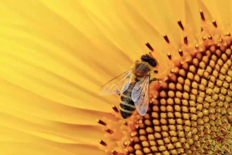 Albinele, în pericol: decimate de pesticide (sursa: pexels.com/Alexas Fotos)