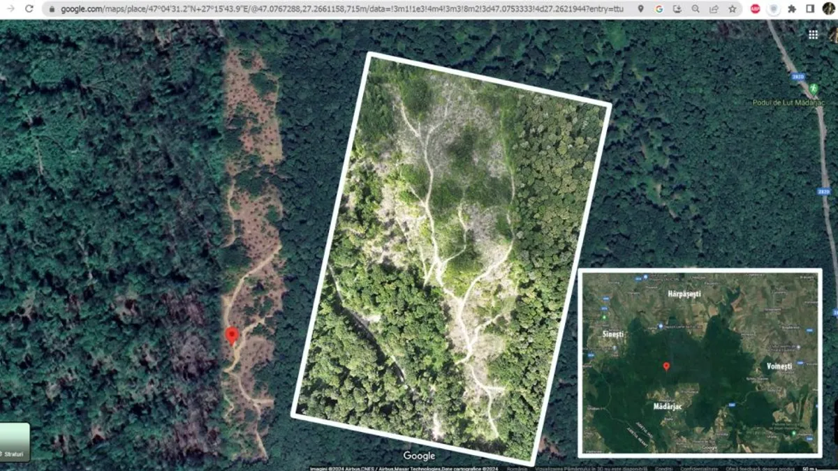 IKEA taie păduri protejate, acuză ONG-uri (sursa: ziaruldeiasi.ro)