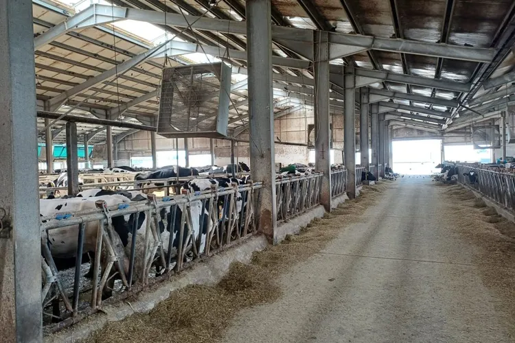 Vacile, condiții anti-caniculă ca la SPA (sursa: ziaruldeiasi.ro)