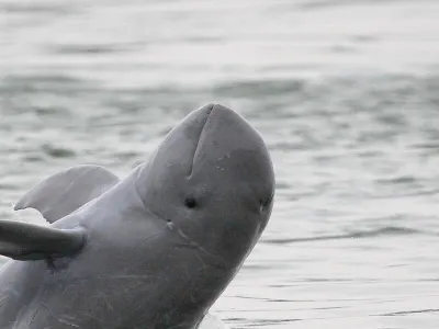 Premierul abrogă o lege care proteja o specie de delfin Foto: WWF