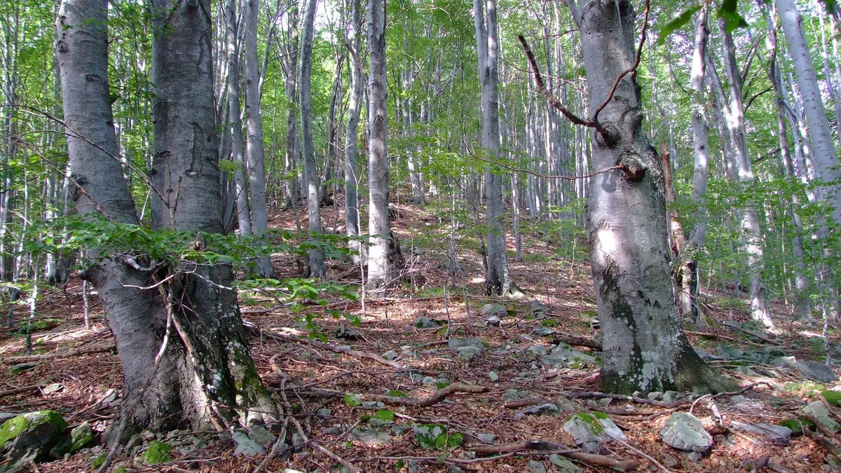 De ce Romsilva recoltează cote mai mici decât Germania sau Polonia? Industria mobilei importă masiv lemn, prețurile au explodat Foto: Romsilva