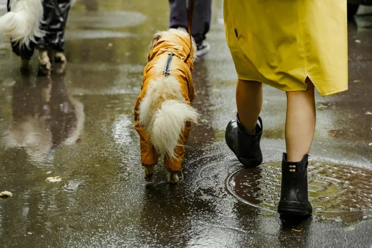 Avertizare meteo: ploi abundente și vânt (sursa: Pexels/Yaroslav Shuraev)