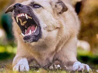 Focar de rabie, alertă sanitară la Iași (sursa: ziaruldeiasi.ro)