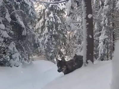 Lupi după pradă în Munții Apuseni (sursa: Facebook/Parcul Natural Apuseni)