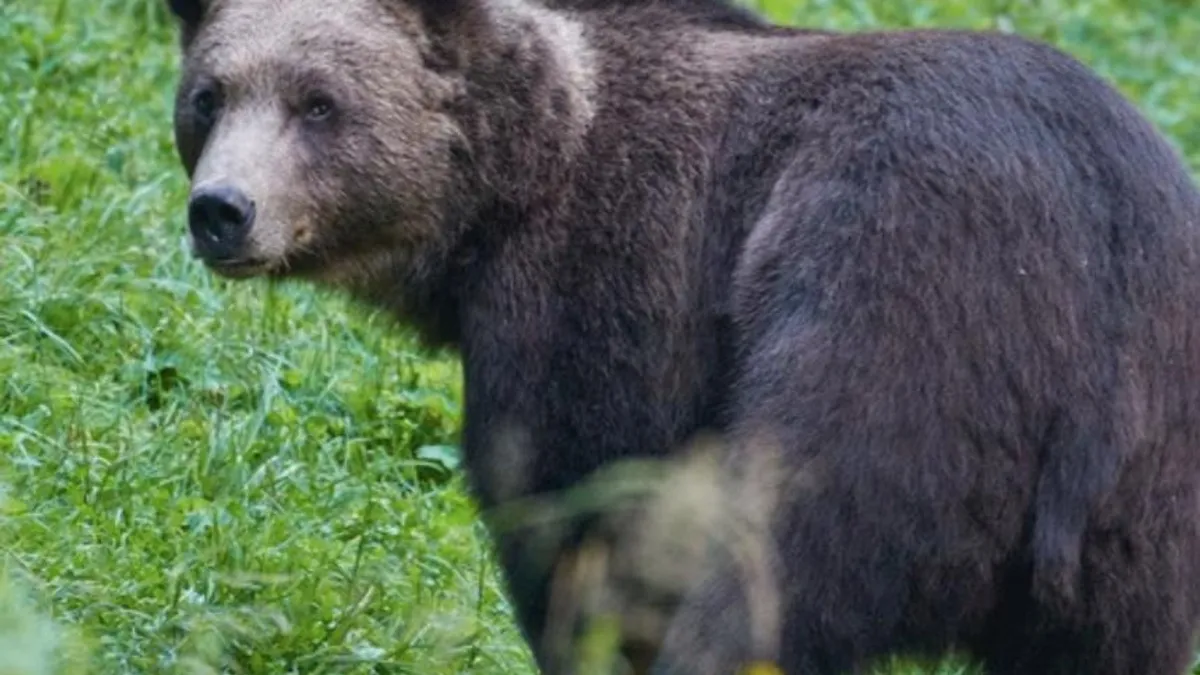 Prezenţa unui urs la periferia Focşani( sursa: Facebook/Romsilva)