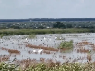 Ministerul Agriculturii distruge suprafețe de deltă (sursa: ziaruldeiasi.ro)