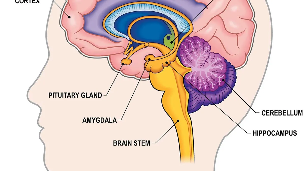 Dacă gândiți prea mult, creierul va transmite că sunteți obosit Foto: Hopkins Medicine