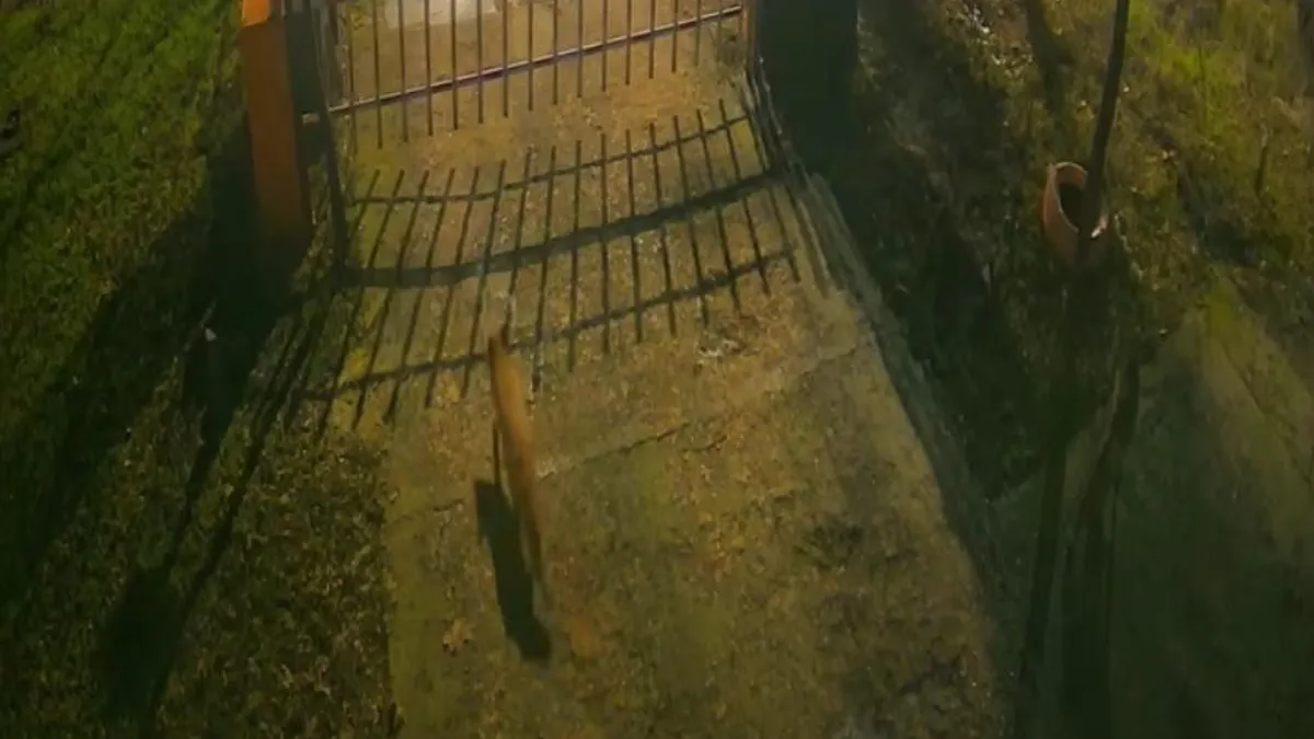 Trei vulpi, la Muzeul Antipa (sursa: Facebook/Muzeul Naţional de Istorie Naturală "Grigore Antipa")