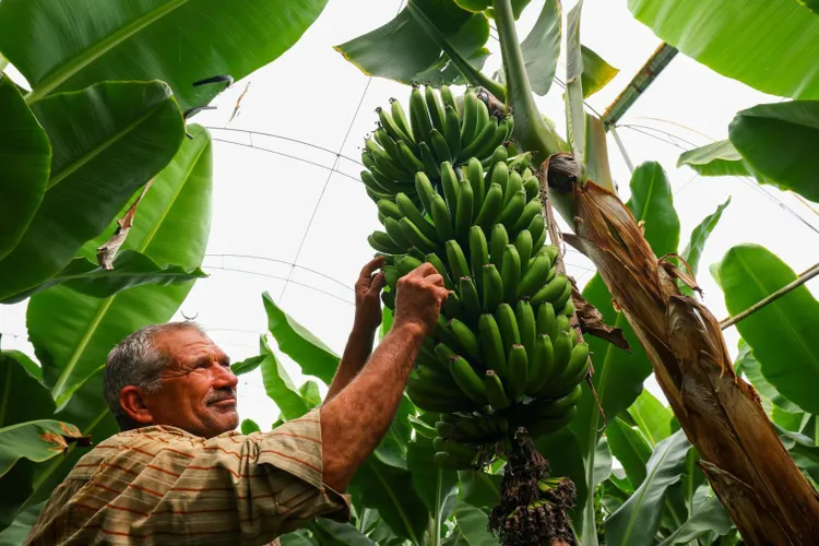 Rusia pregătește producția internă de banane (sursa: TASS)