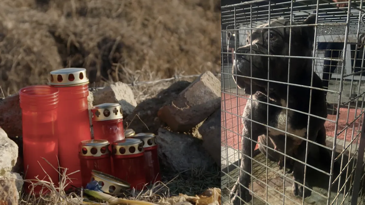 Câini de luptă atacă lângă Lacul Morii (sursa: Green News, ASPA)